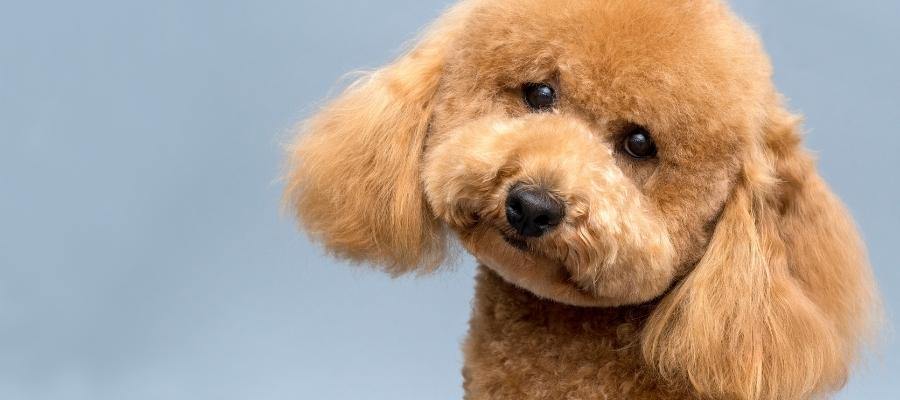 Köpek Yürüteciyle Rahat ve Kontrollü Yürüyüşler
