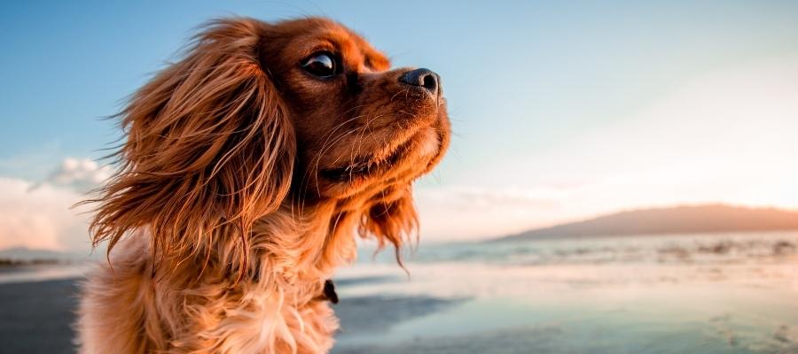 Köpek Yürüteciyle Keyifli Bir Egzersiz Deneyimi