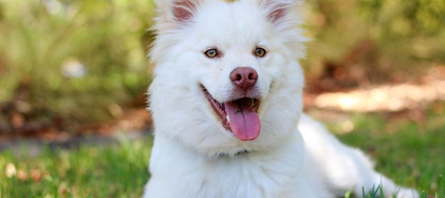 Köpek Yürüteci Nasıl Yapılır?