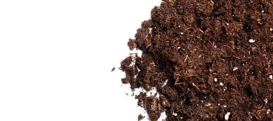 Lavanta Çiçeği için Hangi Toprak Karışımı Tercih Edilmeli?