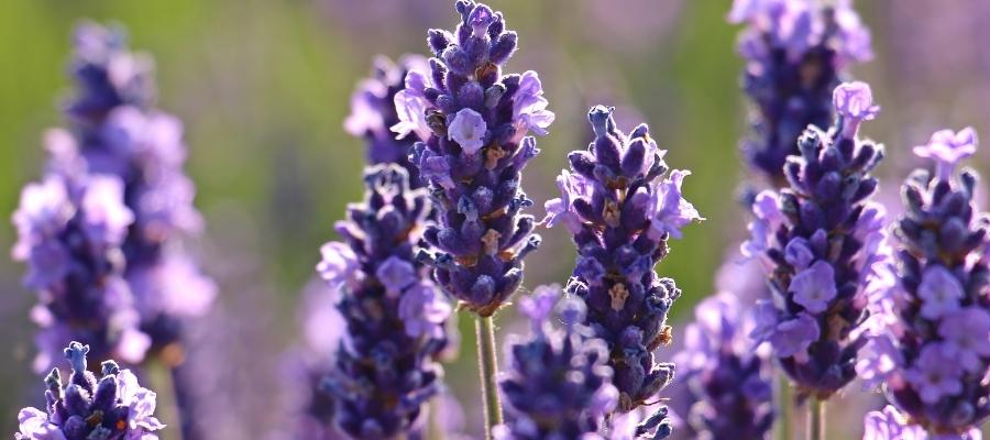 Lavanta Çiçeği Nasıl Sulanır?