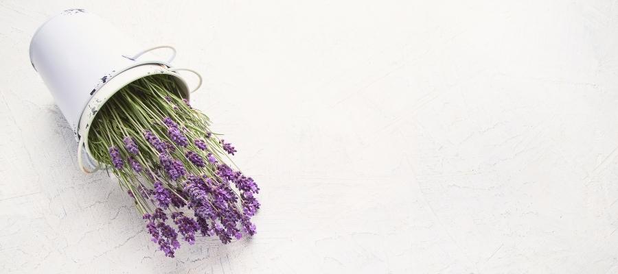 Lavanta Çiçeği Nasıl Budanır?