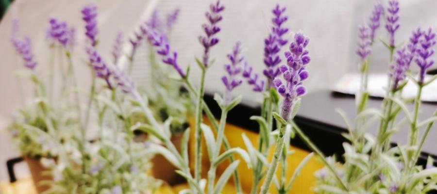 Lavanta Çiçeği Bakımı için İpuçları