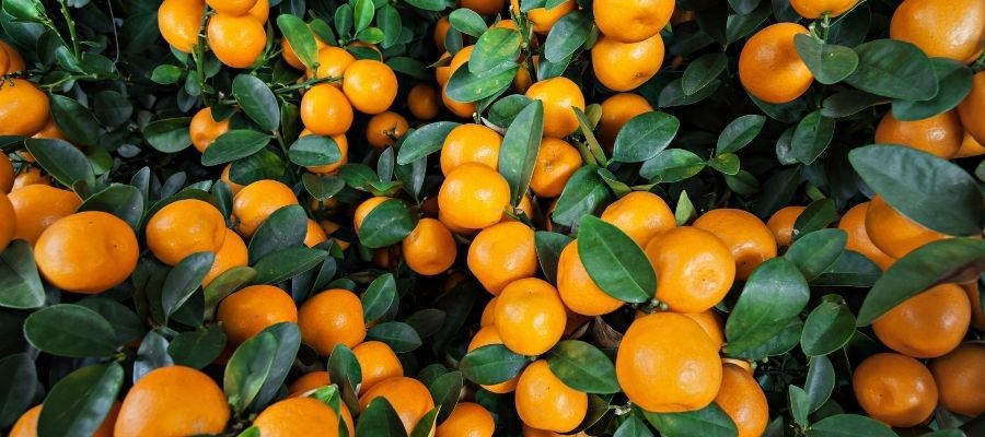 Mandalina Fidesi için İdeal Toprak ve Gübreleme Nasıl Olmalı?