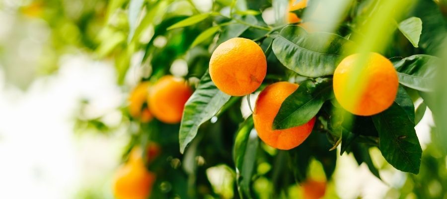 Mandalina Fidesi Sulama İhtiyaçları ve Doğru Sulama Teknikleri