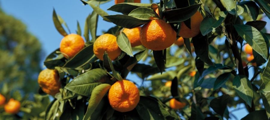 Mandalina Fidesinde Meyve Oluşumu için İpuçları