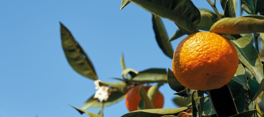 Adım Adım Mandalina Fidesi Bakımı