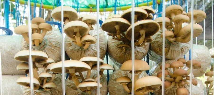 Mantar Yetiştiriciliği için Hangi Ortam Gereklidir?