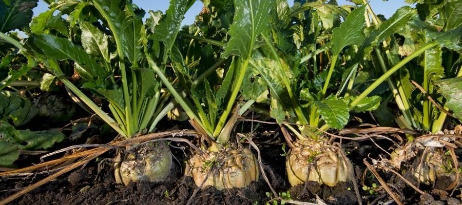 Tatlı ve Doğal: Pancar Şekeri Nasıl Yapılır?