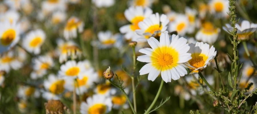 Papatya Tacı için Hangi Malzemeleri Kullanmalıyız?