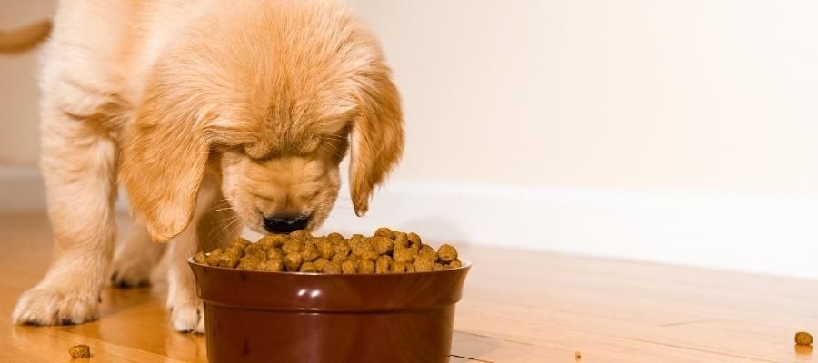 Yavru Köpek için Hangi Mama Tercih Edilmeli?