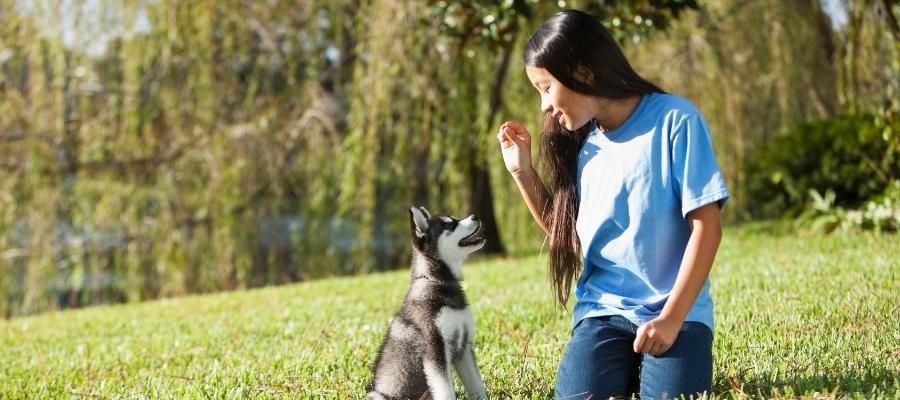 Yavru Köpek için Doğru Eğitim Nasıl Verilir?