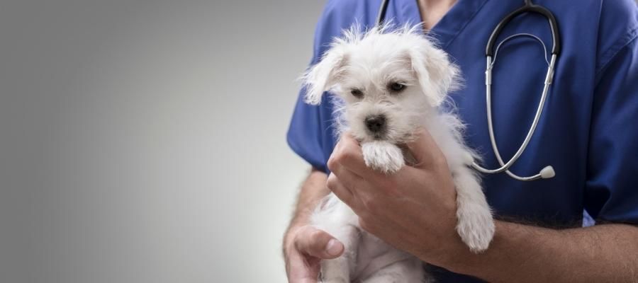 Yavru Köpek için Hangi Veteriner Kontrolleri Önemlidir?