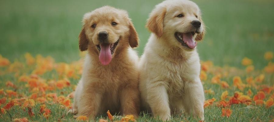 A'dan Z'ye Yavru Köpek için Gerekenler