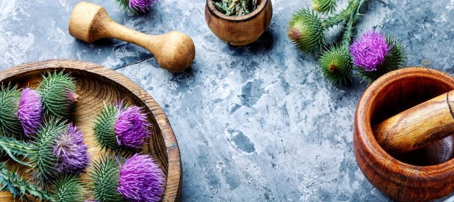 Milk Thistle'ın Karaciğer Sağlığı Üzerindeki Etkileri