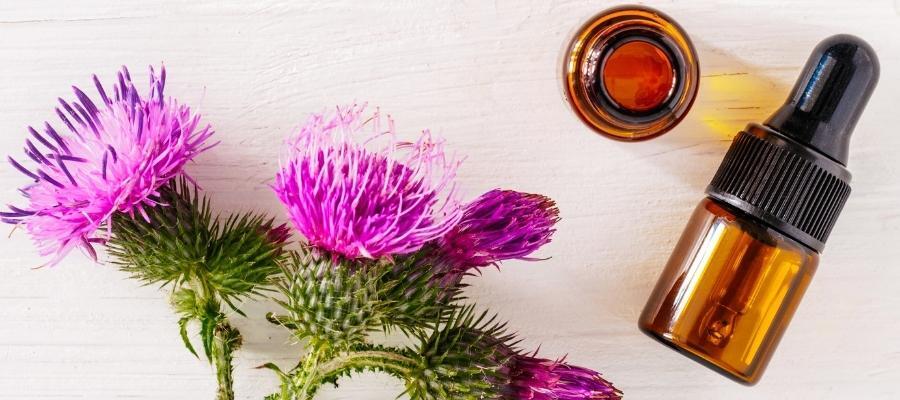 Karaciğeri Koruyan Şifalı Bitki: Milk Thistle'ın Faydaları ve Kullanımı