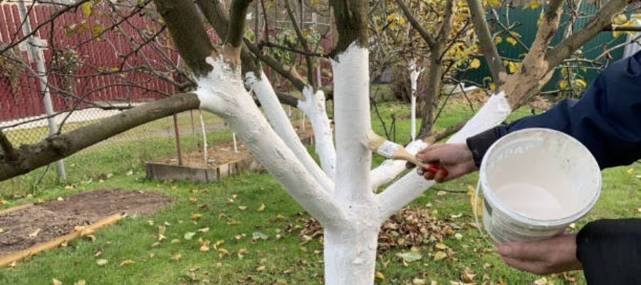 Bahçe Bakımının Püf Noktaları: Ağaçlara Nasıl Kireç Sürülür