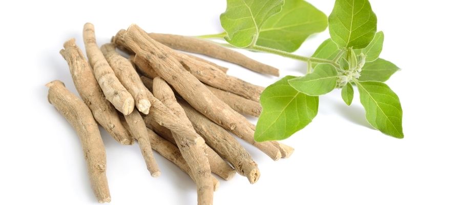 Ashwagandhanın Bilimsel Araştırmaları