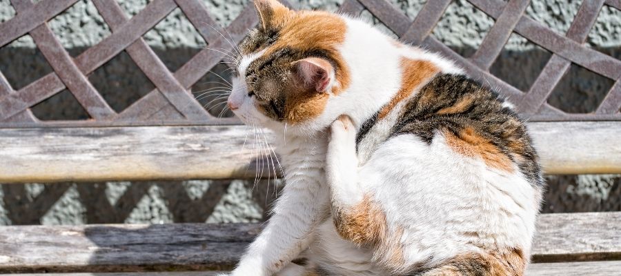 Kedi Pirelerini Etkili Bir Şekilde Yok Etme Yöntemleri