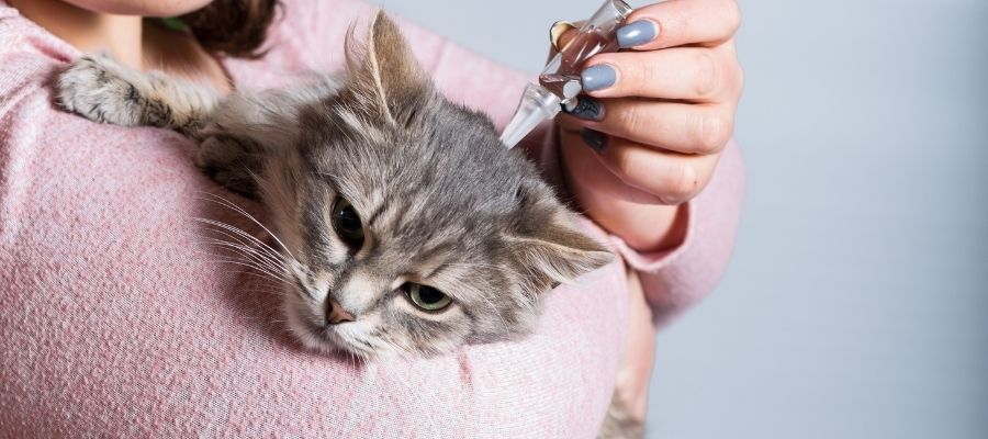 Evcil Hayvan Hijyeni: Kedi Piresi Nasıl Temizlenir?