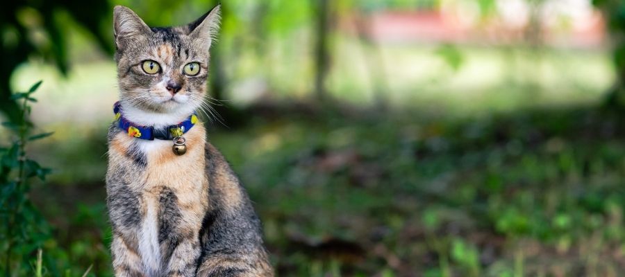 Güvenli ve Konforlu: Kedi Tasması Nasıl Takılır?