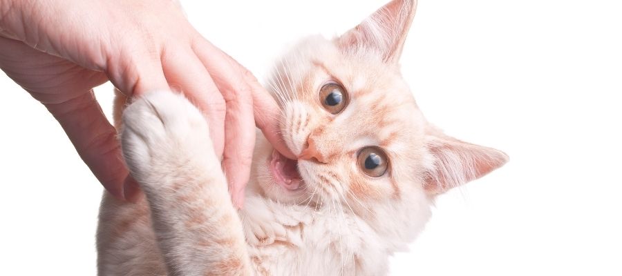 Kedilerde Isırma Davranışının Nedenleri ve Anlamları