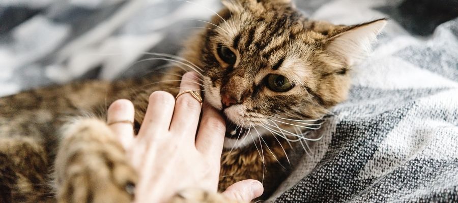 Kedi Isırıklarını Önlemek için Uygulamalar ve İpuçları