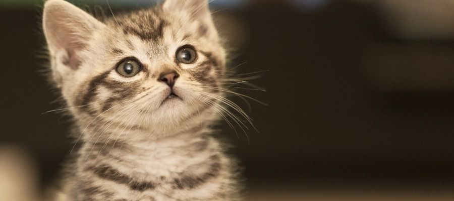 Kedilerin Gizemli Davranışı: Kediler Neden Isırır?