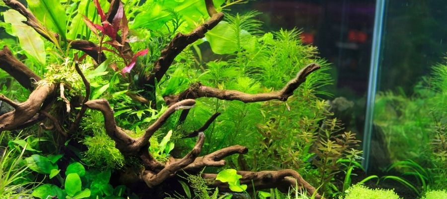 Akvaryum Suyu Değiştikten Sonra Bakım İpuçları