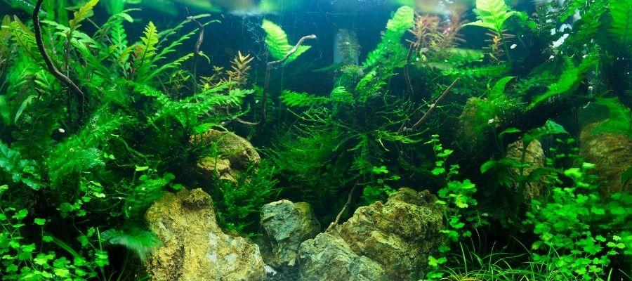 Akvaryum Bitkilerinin Bakımı ve Beslenmesi