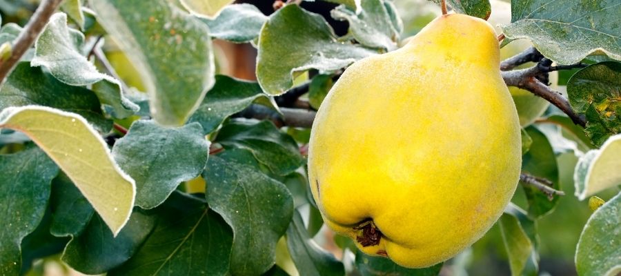 Ayva Yetiştirme Sürecinde Dikkat Edilmesi Gerekenler
