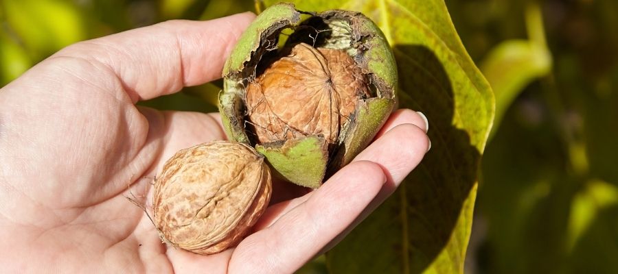 Ceviz Ağacının Bakımı ve Bitki Hastalıklarına Karşı Korunması