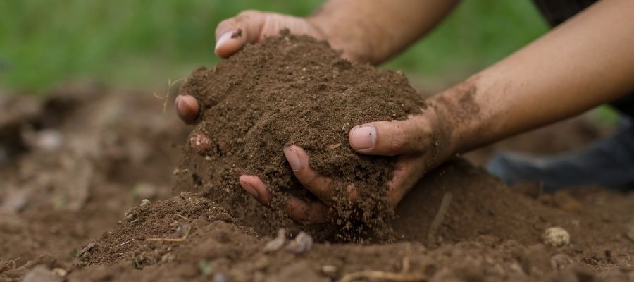 Doğal Haşere Kontrolü: Haşere için Kükürt Nasıl Kullanılır?