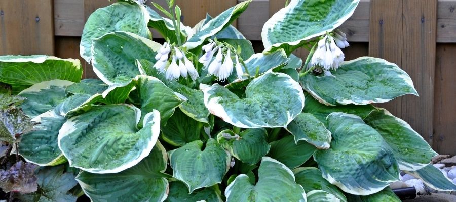 Hosta Çiçeği için İdeal Toprak ve Sulama Koşulları