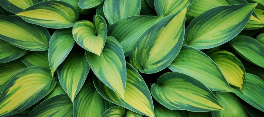Hosta Bakımında Dikkat Edilmesi Gerekenler