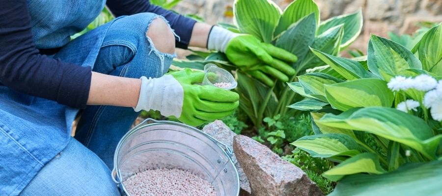Hosta Çiçeğinin Sağlıklı Büyümesi için İpuçları