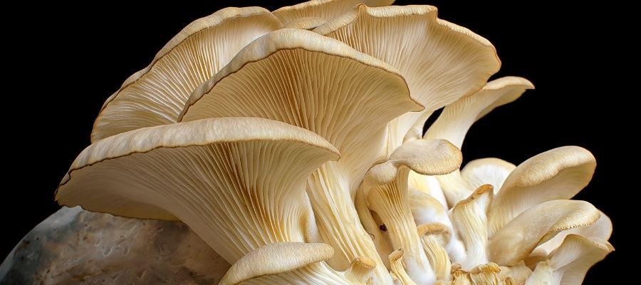 İstiridye Mantarı Yetiştirmek için Gerekli Koşullar