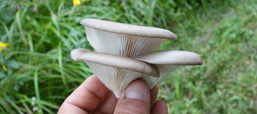 İstiridye Mantarının Bakımı ve Hasadı