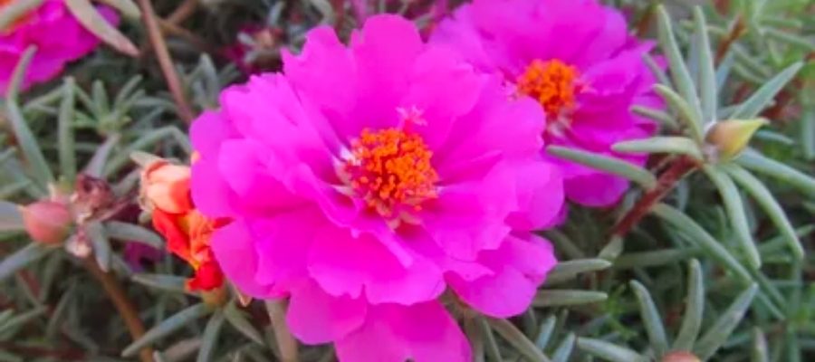 Kedi Tırnağı Çiçeği için İdeal Ortam ve Sulama Koşulları