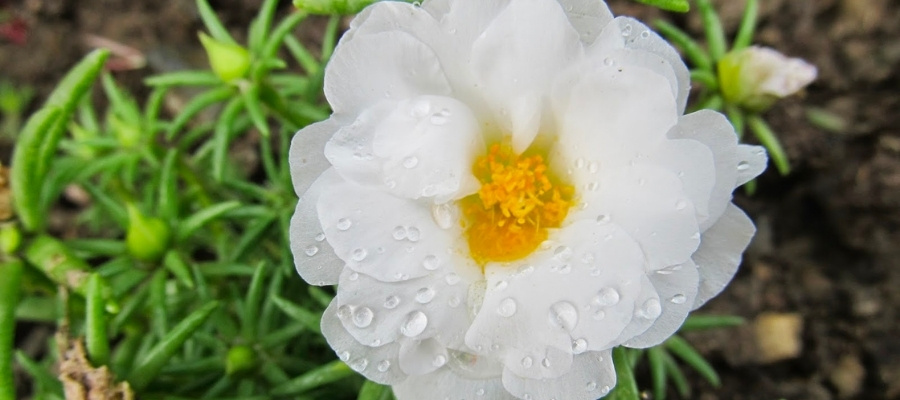 Kedi Tırnağı Çiçeğinin Bakımında Dikkat Edilmesi Gerekenler