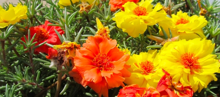 Kedi Tırnağı Çiçeğinin Sağlıklı Büyümesi İçin İpuçları