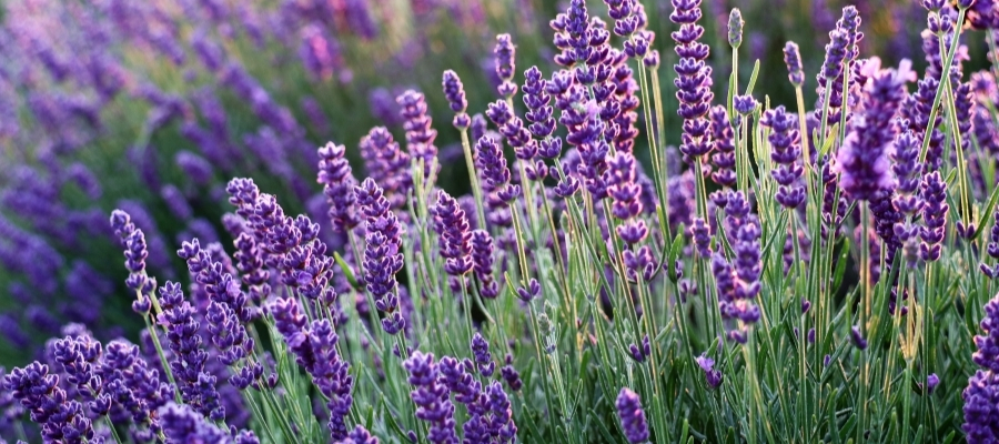 Bahçenizde Aromaterapi: Lavanta Nasıl Yetiştirilir?