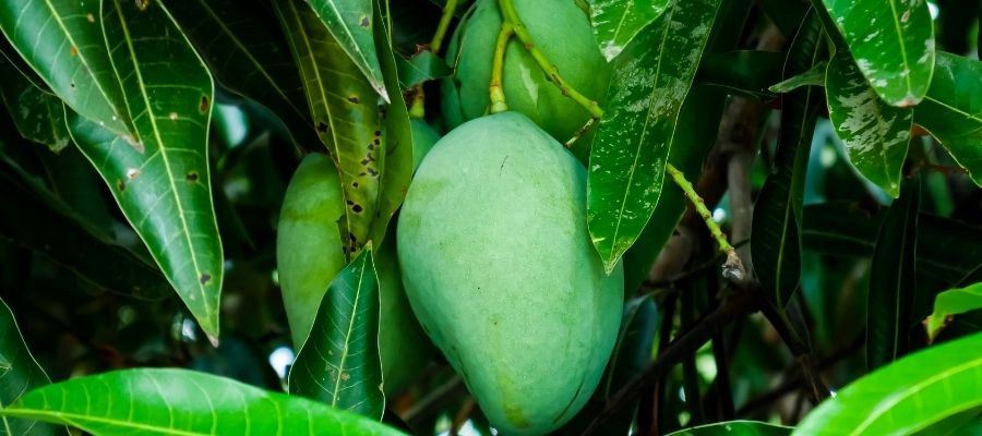 Mango Yetiştiriciliğinin Temel Koşulları ve İklim Gereksinimleri