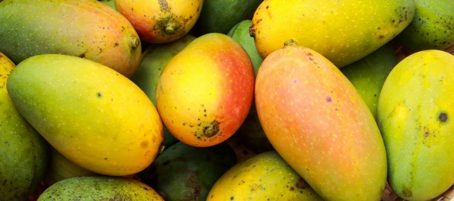 Mango Ağacının Bakımı ve Sulama Teknikleri