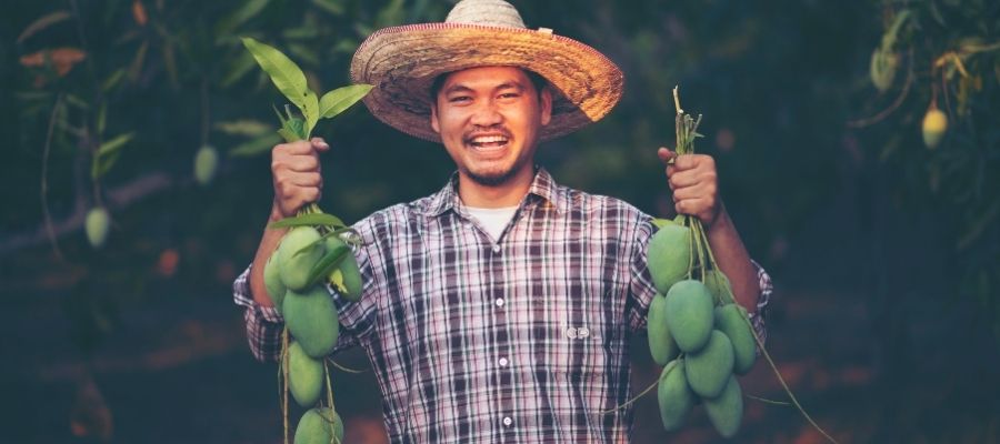 Tropik Bahçelerin Gözdesi: Mango Nasıl Yetiştirilir?