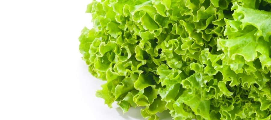 Marul Yetiştiriciliğinin Temel Adımları ve Koşulları