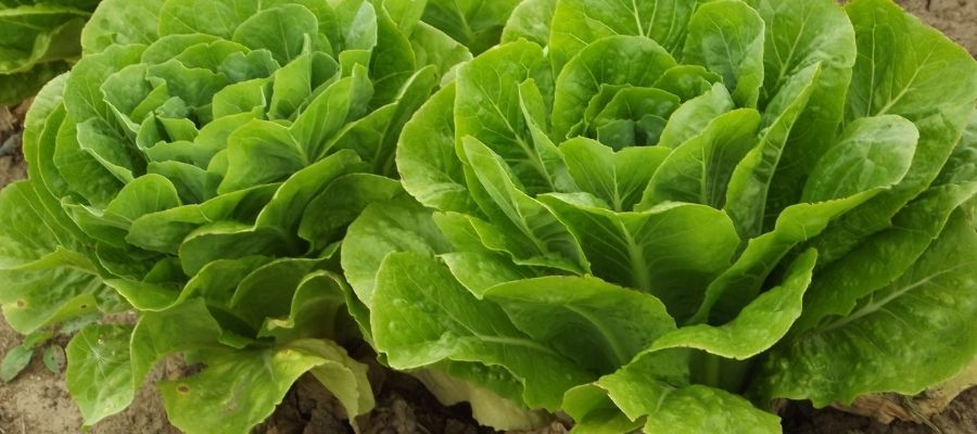 Yeşilin Sağlık Kaynağı: Marul Nasıl Yetiştirilir?
