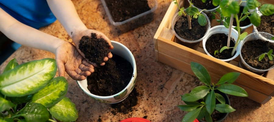Melek Kanadı Çiçeği için İdeal Ortam ve Sulama Koşulları