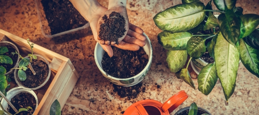 Melek Kanadı Çiçeğinin Sağlıklı Büyümesi için İpuçları