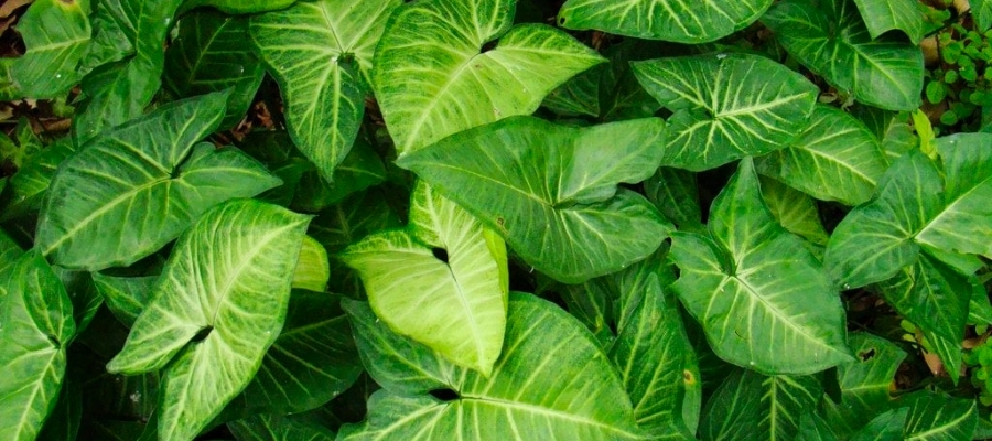 Evlerin Gözdesi: Melek Kanadı Çiçeği Bakımı